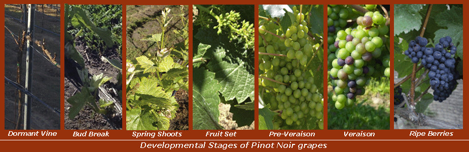 pinot development