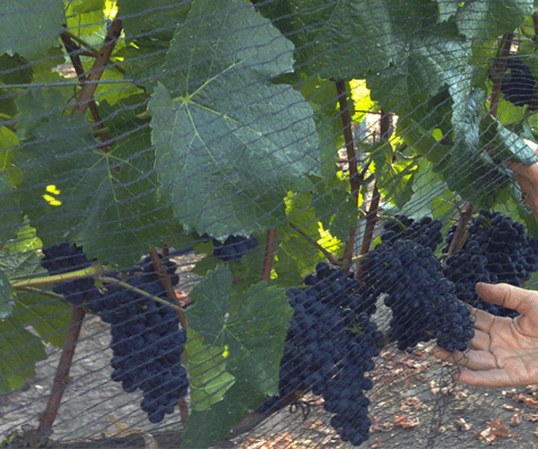 ripe pinot