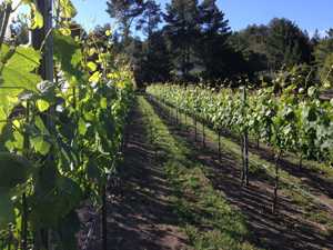 grape rows